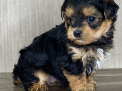 Yorkie Poo Puppies