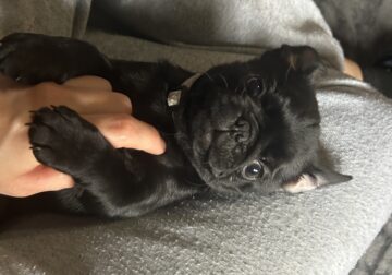 Kiki the Pug