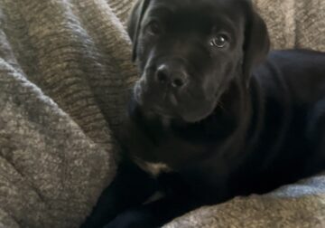 Raven – Cane Corso Puppy