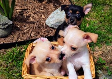 Chihuahua Puppies