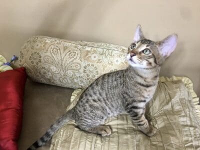 SBT F 5 Savannah boy
