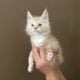 Orange Tabby Maine Coon