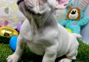 2 puppy Frenchie bulldogs