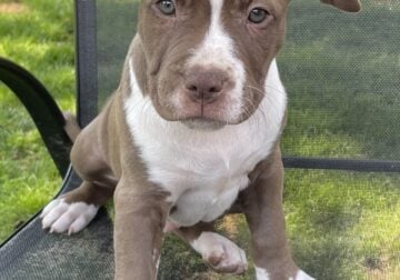 American Bully puppy for sale