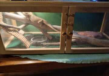 Bearded dragon with cage, lights and headed rock.