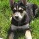 German Shepherd/Australian Shepherd Puppies