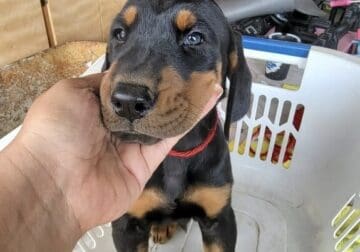Doberman pincher puppies