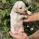 Beautiful goldendoodle puppies