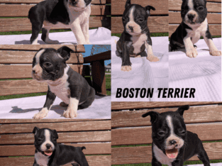 BOSTON TERRIER PUPS BORN APR 03