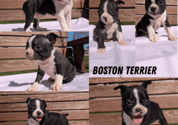 BOSTON TERRIER PUPS BORN APR 03