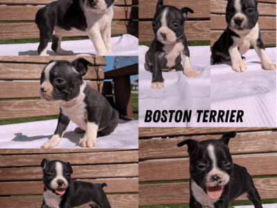 BOSTON TERRIER PUPS BORN APR 03