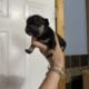 French Bulldog puppies