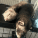 2 Female Young Ferrets