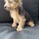 Yorkie puppies