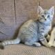 Kittens looking for a new home
