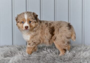 Mini Australian Shepherd Holmesville OH Macy