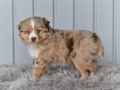 Mini Australian Shepherd Holmesville OH Macy