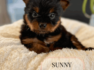 yorkshire terrier yorkie puppies