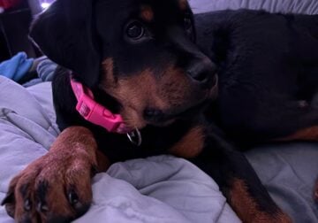 Playful Rottweiler Puppy