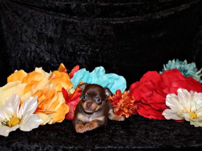 Whitaker – Adorable Milk Choc/Tan Bundle of Joy