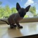 Canadian Sphinx