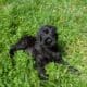 Champion Giant Schnauzer Puppy (male)