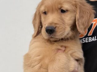 golden retriever puppies (ready)