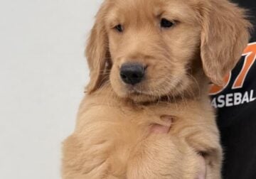 golden retriever puppies (ready)