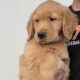 golden retriever puppies (ready)
