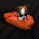 LONG COAT CHIHUAHUA PUPPIES- ADORABLE
