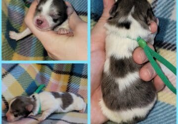 Green collar male