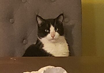Puma needs another loving home!