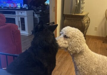 Poodle