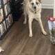 Great Pyrenees and Australian Cattle Dog Mix Puppy