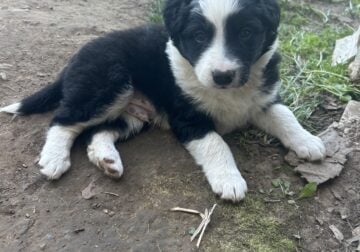 Border collie puppies looking for a home