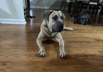 Cane corso