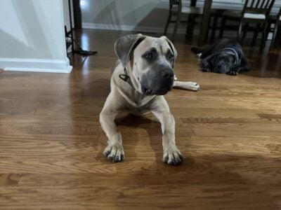Cane corso