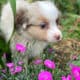 Mini & Toy Aussie Puppies – Loved from Day One