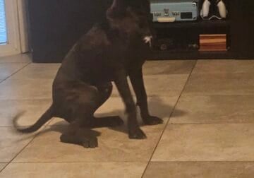 Black Brindle with Brown/Red Pit