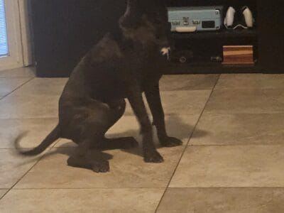 Black Brindle with Brown/Red Pit