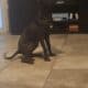Black Brindle with Brown/Red Pit