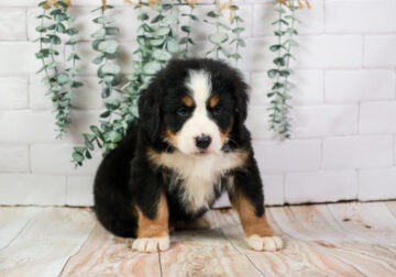 🐾 MEET SCHATZ – TINY AKC BERNESE MOUNTAIN DOG