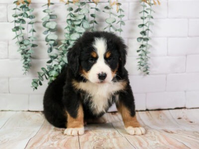🐾 MEET SCHATZ – TINY AKC BERNESE MOUNTAIN DOG