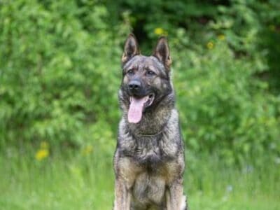 AKC IMPORT V1 IGP3 German Shepherd Puppies