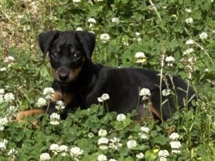 Doberman