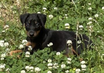 Doberman