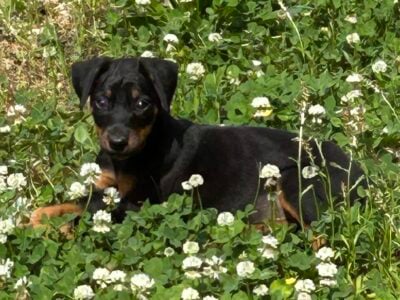 Doberman