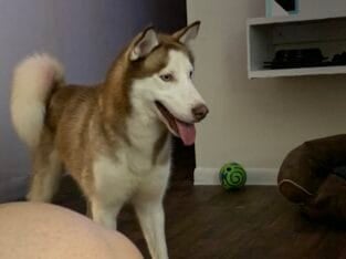 Free Husky to good loving home