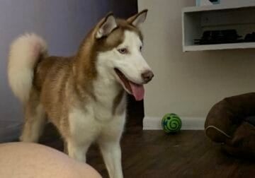 Free Husky to good loving home