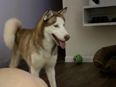 Free Husky to good loving home